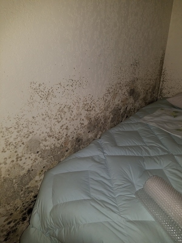 Mold Remediation, Removal, Reconstruction In Phoenix ATH