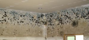 Mold Testing - Mold Growth in Flooded Home - Arizona Total Home Restoration Phoenix AZ