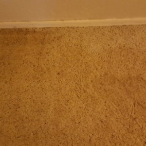 Carpeting-is-Soaked-with-CAT3-Black-Water-After-Sewer-Backup-Chandler-AZ-Water-Damage-Restoration