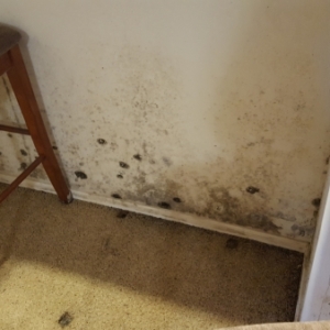 Category-3-Water-Damage-and-Black-Mold-Chandler-AZ