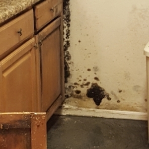 Flooded-Kitchen-Standing-CAT3-Water-and-Black-Mold-Water-Damage-Repair-and-Mold-Removal-Chandler-AZ