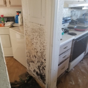 Mold, Phoenix AZ, Whole House, Washing Machine