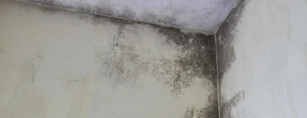 Mold vs Mildew-Mold on wall and ceiling-Paradise Valley-Arizona Total Home Restoration-1040x400