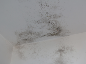 Black mold patches spreading across a white ceiling corner in a Phoenix home
