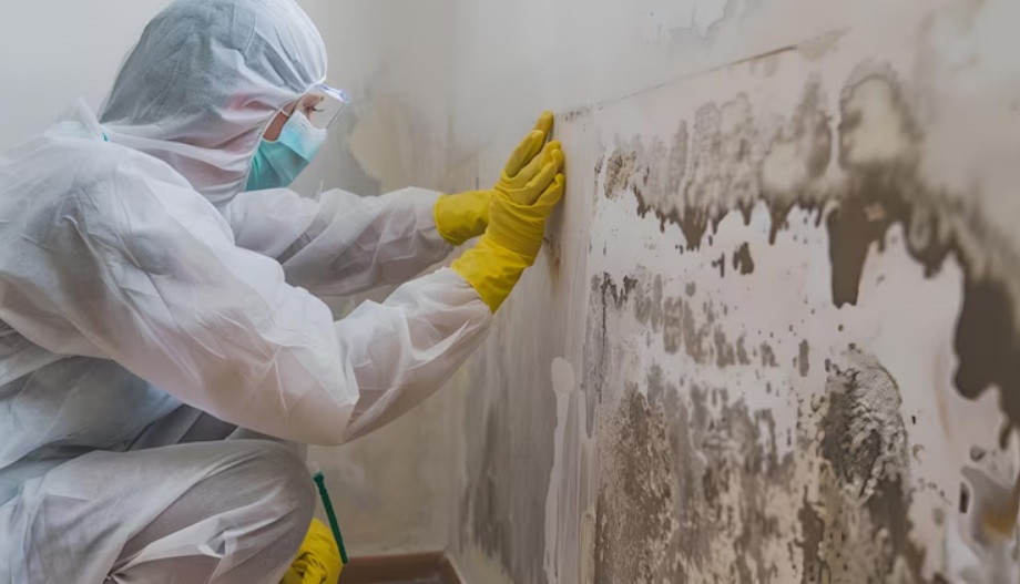 mold testing