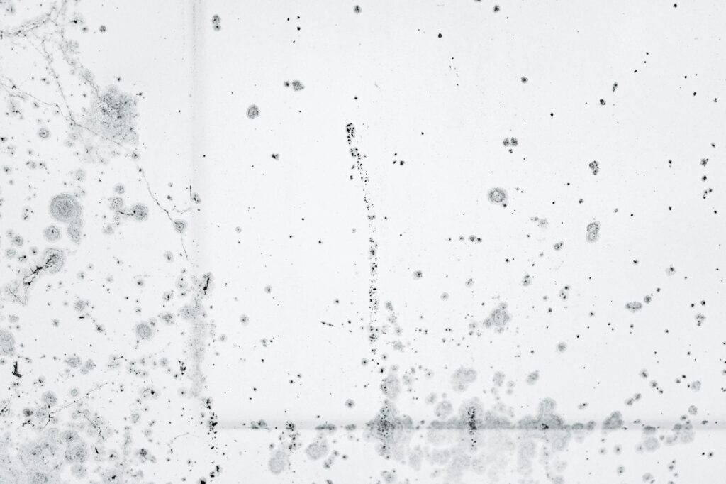 black mold remediation mesa az