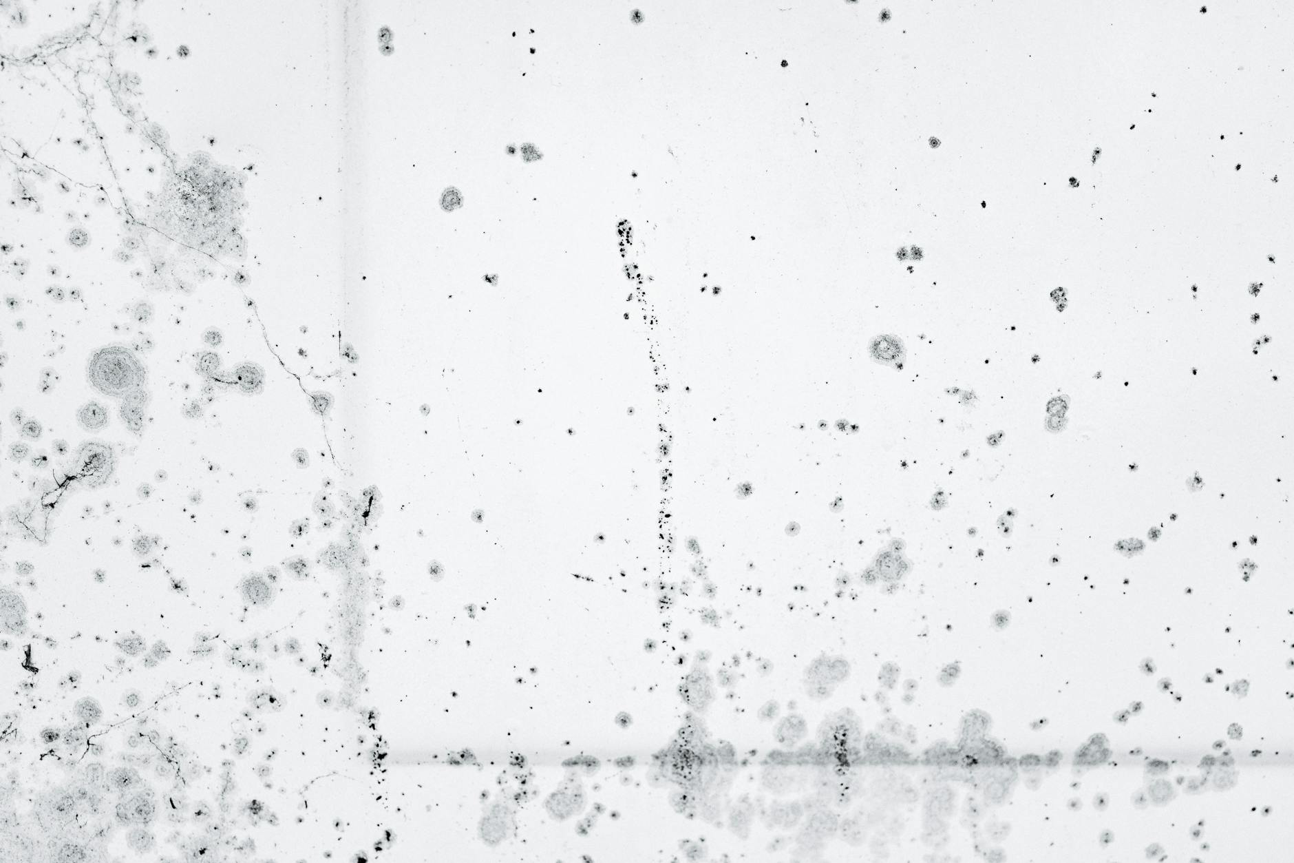 black mold remediation mesa az